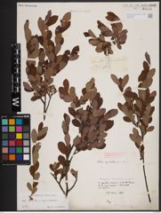 Foto von Salix aurita L. x Salix myrtilloides L.